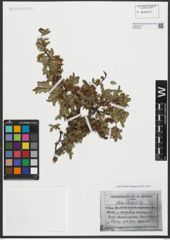 Foto von Salix retusa L.